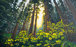 Song of the Forest